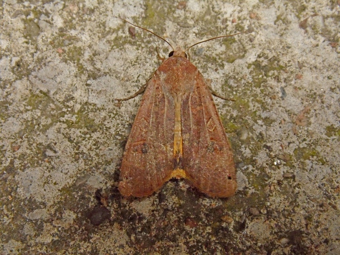 Noctuidae da determinare